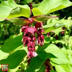 Leycesteria Formosa 'Purple Rain'