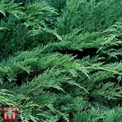 Microbiota Decussata 'Fuzzball'