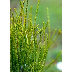 Thuja Orientalis 'Franky Boy'