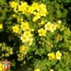 Potentilla Fruticosa 'Sommerflor'
