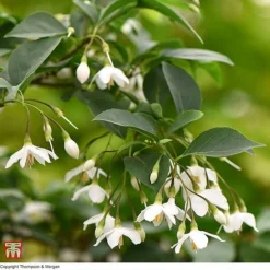 Styrax Japonicus