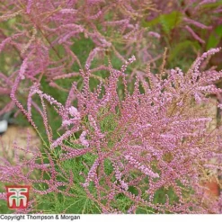 Tamarix Ramosissima 'Rubra'
