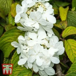 Viburnum Plicatum F. Tomentosum 'Shasta'