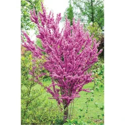 Cercis Chinensis 'Avondale'