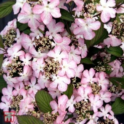 Viburnum Plicatum F. Tomentosum 'Molly Schroeder'