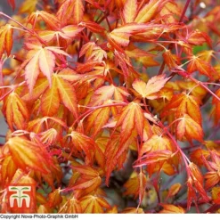 Acer Palmatum 'Katsura'