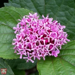 Clerodendrum Bungei