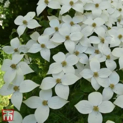 Cornus Kousa 'Schmetterling'