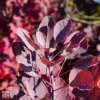 Cotinus 'Grace'