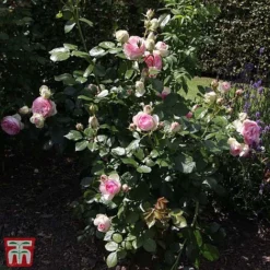 Rose 'Eden Rose 88' -Garden Central Sales Store T68469 ROSE 2