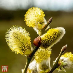 Pussy Willow (Hedging) -Garden Central Sales Store T70372 SALI 1
