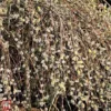 Pussy Willow (Hedging)
