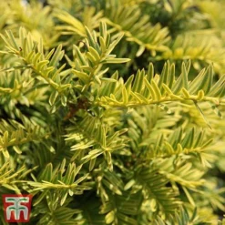 Taxus Baccata 'Summergold' -Garden Central Sales Store TAX TKA3590 C