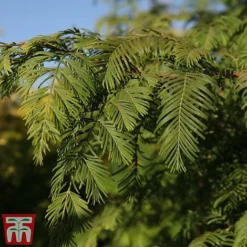 Taxodium Distichum