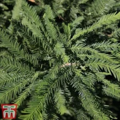 Taxodium Distichum 'Pévé Minaret'