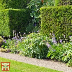 Taxus X Media 'Hicksii' -Garden Central Sales Store TAXU T63575 C