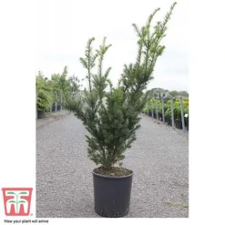 Taxus X Media 'Hicksii' -Garden Central Sales Store TAXU T63575 D