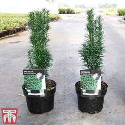 Taxus Baccata 'Fastigiata Robusta' -Garden Central Sales Store TAXU TKA3584 A
