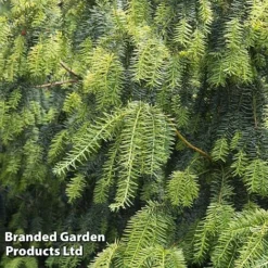 Taxus Baccata 'Dovastonii Aurea'