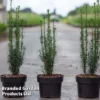 Taxus Baccata 'Litfass'
