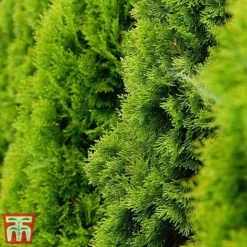 Thuja Occidentalis 'Golden Smaragd'