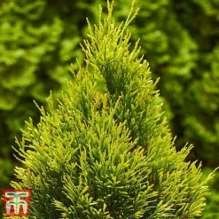 Thuja Occidentalis 'Golden Smaragd' -Garden Central Sales Store THU TKA3610 C