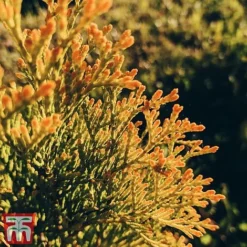 Thuja Occidentalis 'Golden Smaragd' -Garden Central Sales Store THU TKA3610 D
