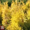 Thuja Occidentalis 'Jantar'