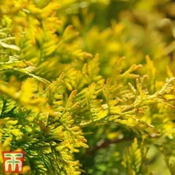 Thuja Occidentalis 'Jantar' -Garden Central Sales Store THU TKA3618 C