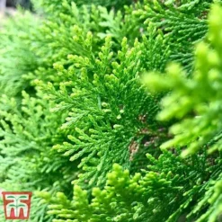 Thuja Occidentalis 'Smaragd' -Garden Central Sales Store THU TKA3624 C