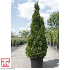 Thuja Occidentalis 'Smaragd' -Garden Central Sales Store THU TKA3624 D
