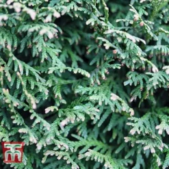 Thuja Plicata 'Can-can' -Garden Central Sales Store THU TKA3630 C