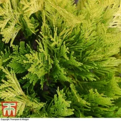 Thuja Plicata '4Ever Goldy' -Garden Central Sales Store THUJ 66503 A2