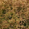 Thuja Occidentalis 'Golden Tuffet'