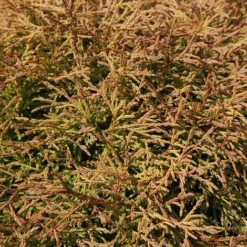 Thuja Occidentalis 'Golden Tuffet'