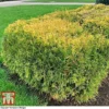Thuja Occidentalis 'Rheingold'