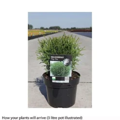 Thuja Occidentalis 'Tiny Tim' -Garden Central Sales Store THUJ T66501 A h