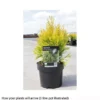 Thuja Plicata '4Ever Goldy'