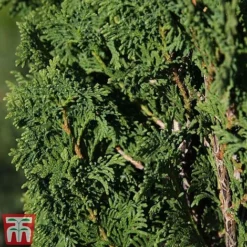 Thuja Occidentalis 'Degroot's Spire'