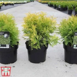 Thuja Occidentalis 'Golden Globe' -Garden Central Sales Store THUJ TKA3614 A