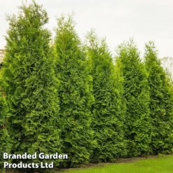 Thuja Occidentalis 'King Of Brabant'