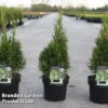 Thuja Occidentalis 'Smaragd Variegata'