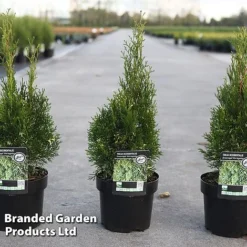 Thuja Occidentalis 'Smaragd Variegata'