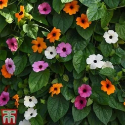 Thunbergia 'Sunny Susy Collection' -Garden Central Sales Store THUN TKA0225 B