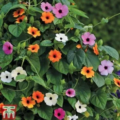 Thunbergia 'Sunny Susy Collection' -Garden Central Sales Store THUN TKA0225 C