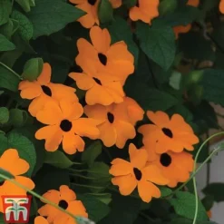 Thunbergia 'Sunny Susy Collection' -Garden Central Sales Store THUN TKA0225 D