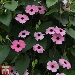 Thunbergia 'Sunny Susy Collection' -Garden Central Sales Store THUN TKA0225 F