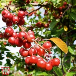 Crab Apple 'Gorgeous'