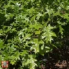 Quercus Palustris 'Green Pillar'