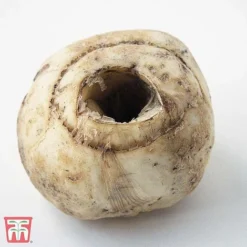 Fritillaria Imperialis 'Maxima Lutea' -Garden Central Sales Store TKA2708 FRIT 2